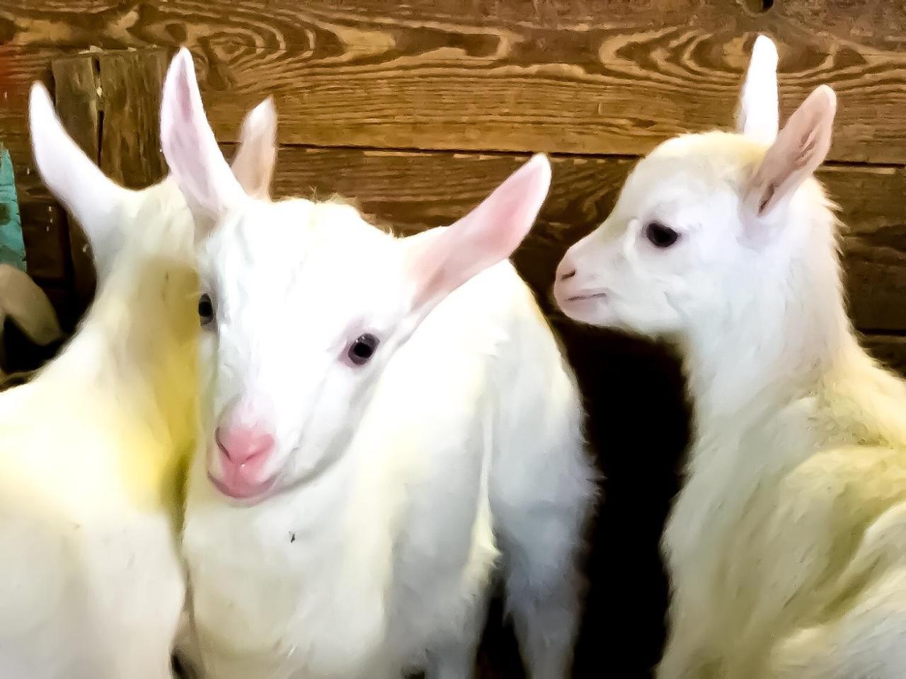 Agriturismo B&B Chevres A Cheval Charvensod Eksteriør bilde