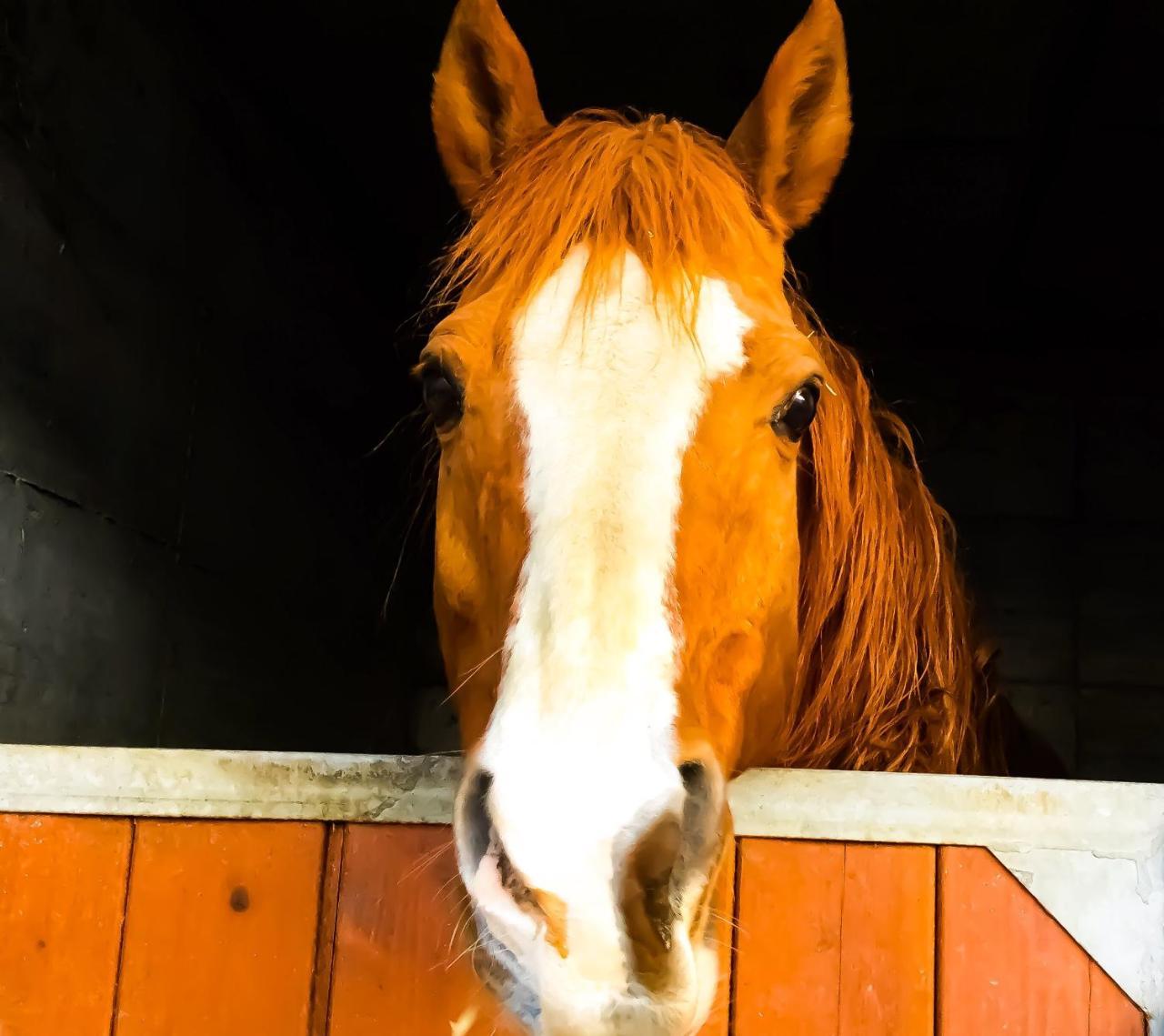 Agriturismo B&B Chevres A Cheval Aosta Eksteriør bilde